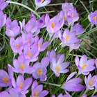 Crocus Tommasinianus | Early Flowering Species Crocus