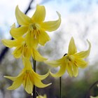 Erythronium Pagoda | Dogs Tooth Violet
