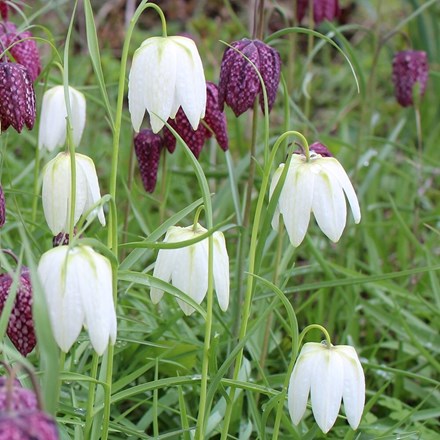 Fritillaria Meleagris Alba White-flowered Snakes Head Fritillary
