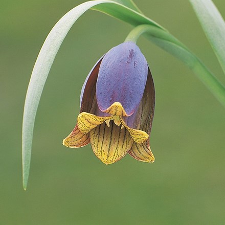 Fritillaria Uva-vulpis | Foxs Grape Fritillary
