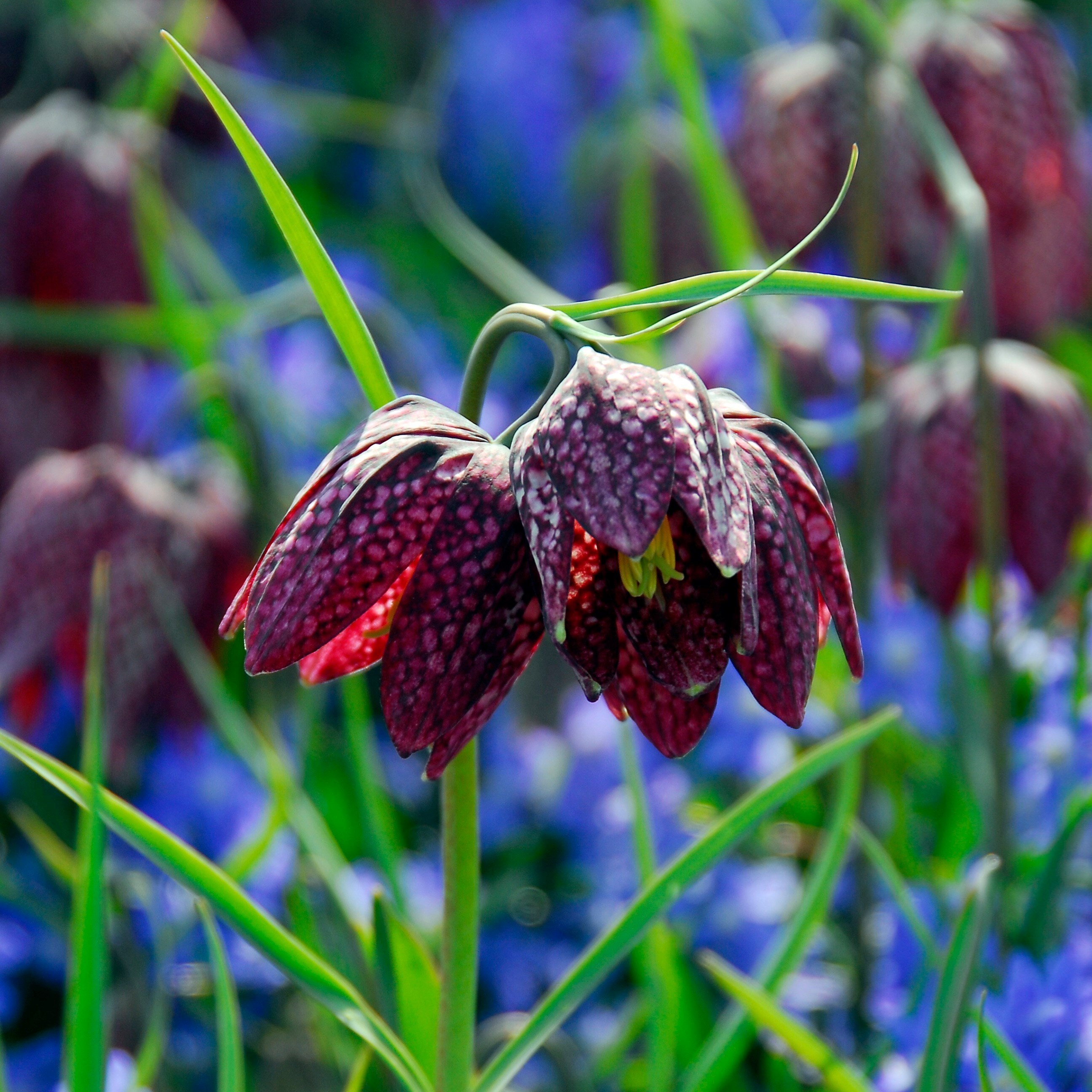 Fritillaria Meleagris | Snakes Head Fritillary