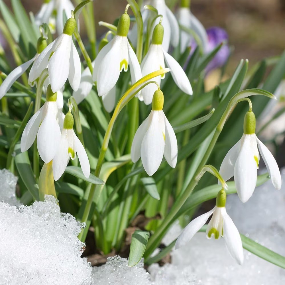 Galanthus Woronowii | Giant Snowdrop