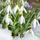 Galanthus Woronowii | Giant Snowdrop