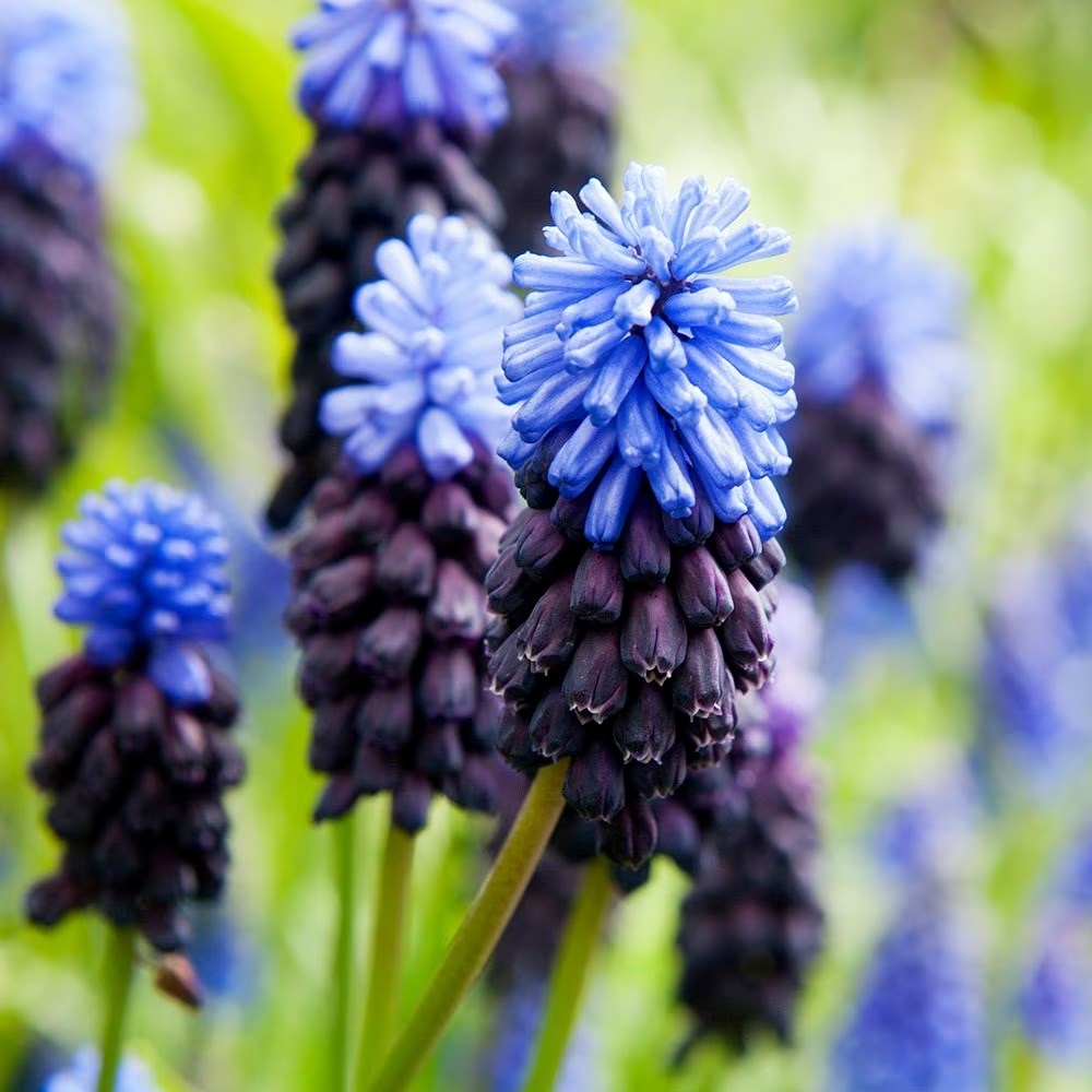 Muscari Latifolium | Grape Hyacinth