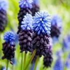 Muscari Latifolium | Grape Hyacinth