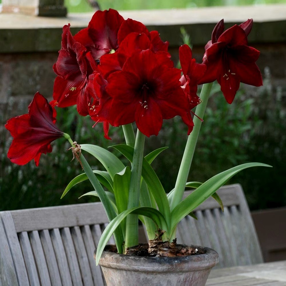 Amaryllis Black Pearl | Hippeastrum