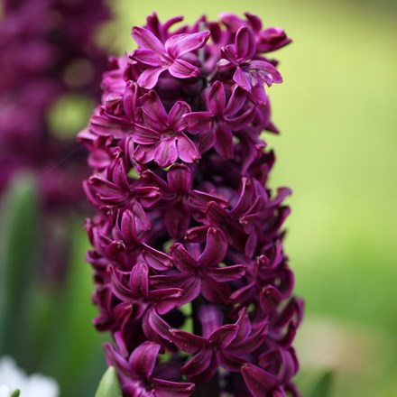 Hyacinthus Orientalis Woodstock | Hyacinth