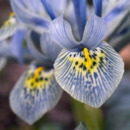 Iris 'Katharine Hodgkin' | Iris Reticulata | 10 bulbs