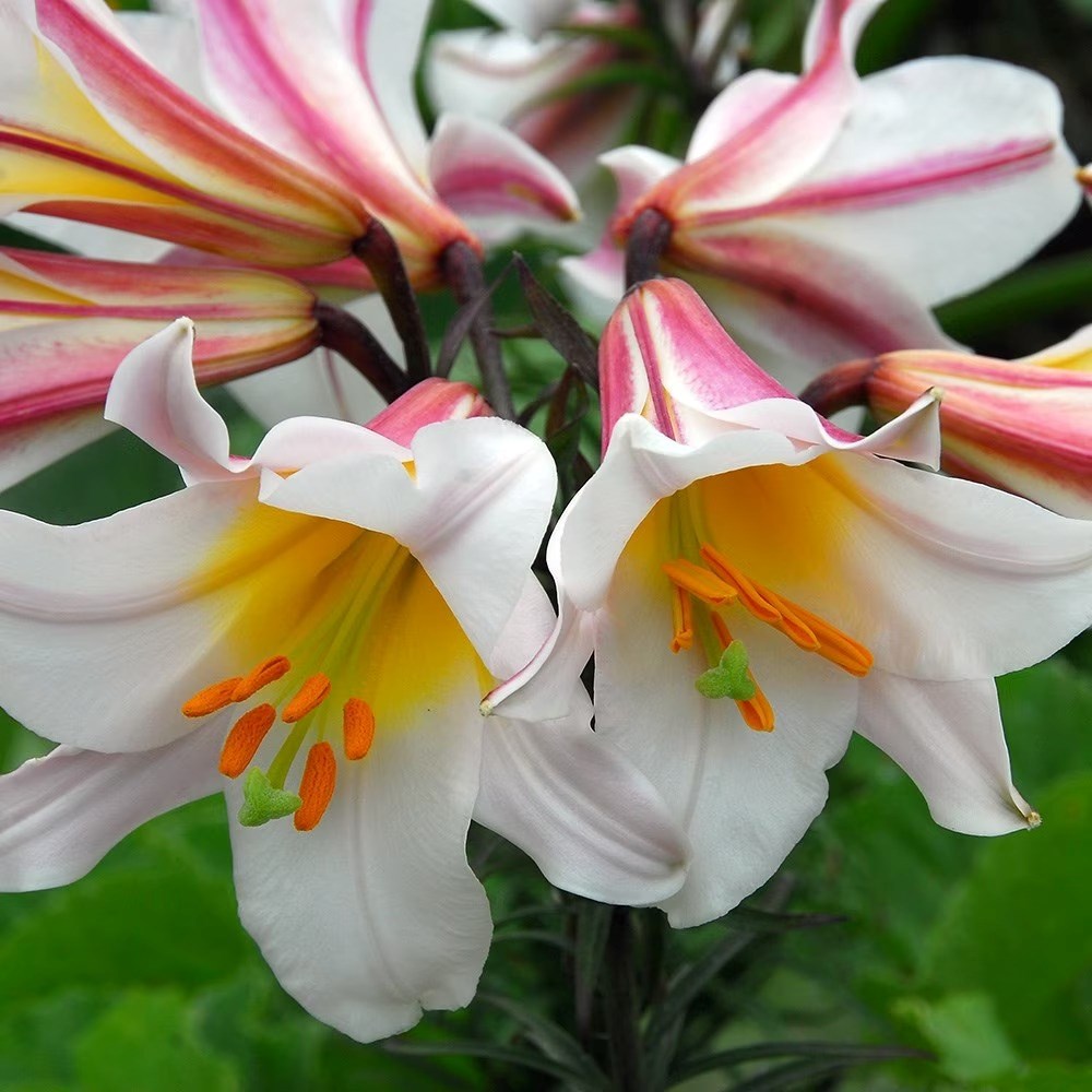 Lilium Regale | Lily