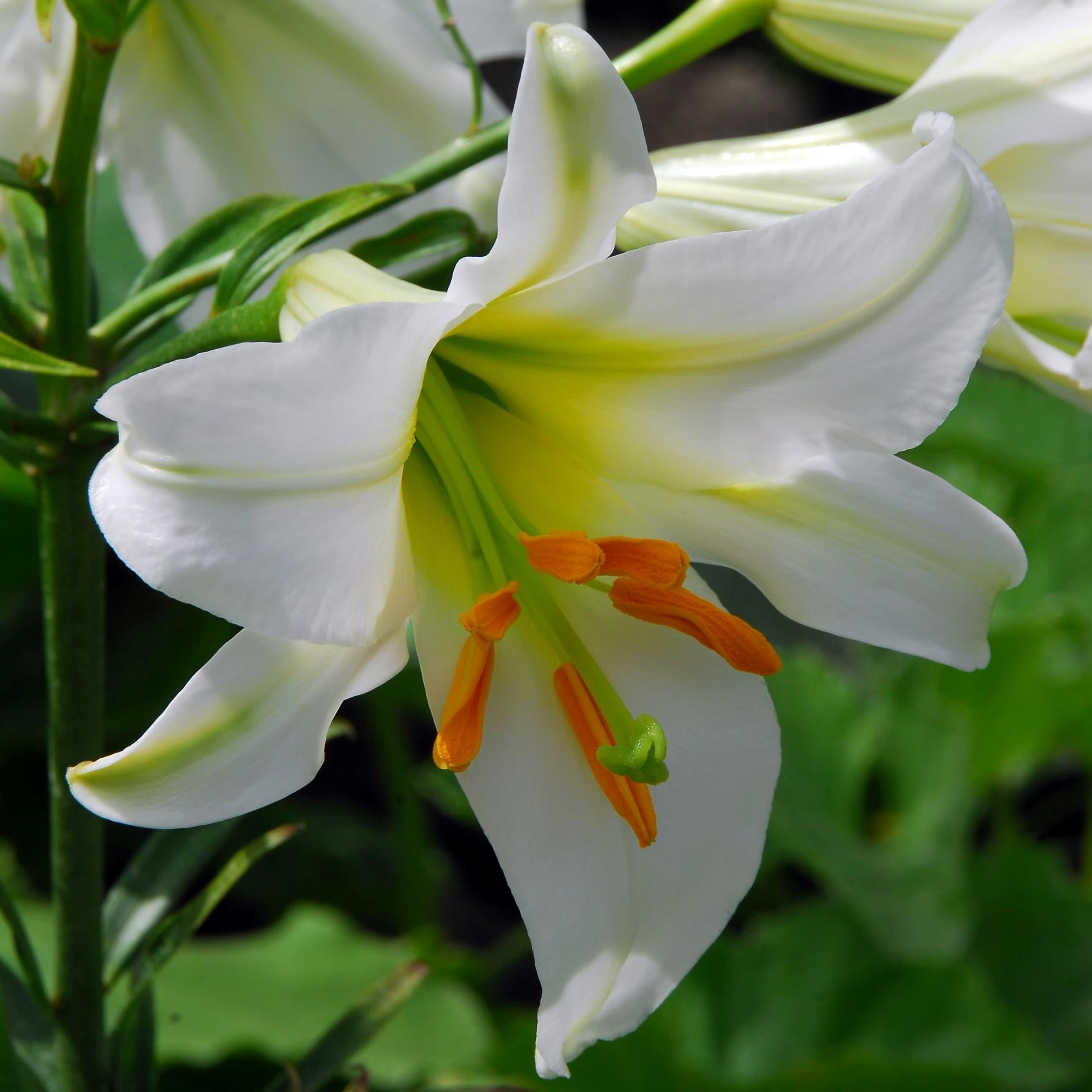Lilium Regale Album | Fragrant Trumpet Lily