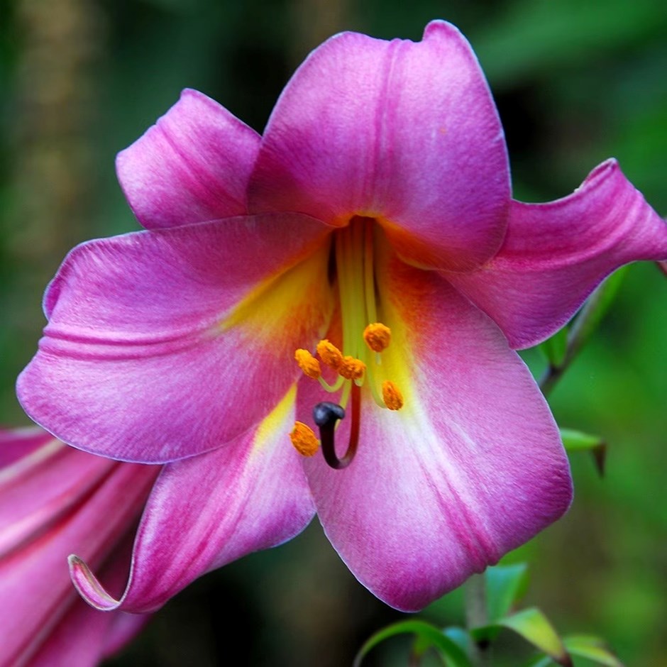 Lilium Pink Perfection Group | Fragrant Trumpet Lily