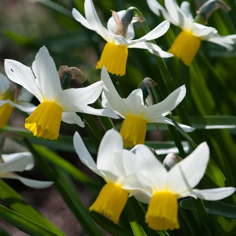 Narcissus Jack Snipe | Cyclamineus Daffodil