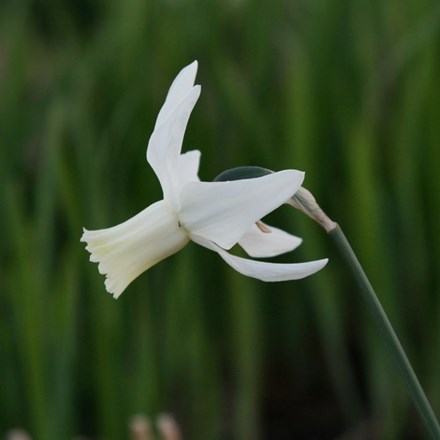 Narcissus Thalia | Triandrus Daffodil