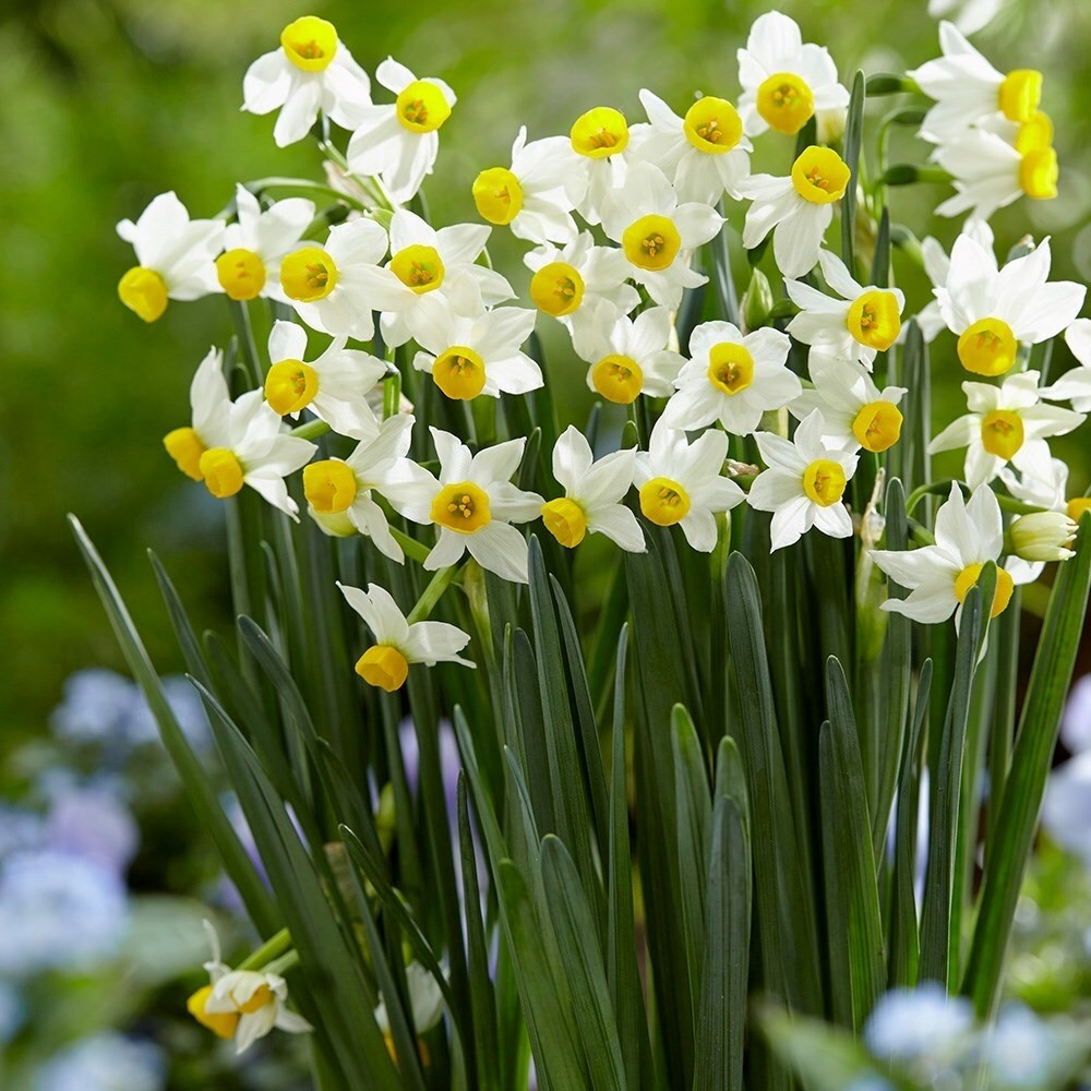 Daffodils