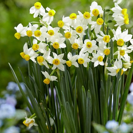 Narcissus Canaliculatus | Tazetta Daffodil
