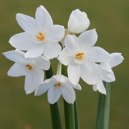 Narcissus Nir | Paperwhite | Tazetta Daffodil