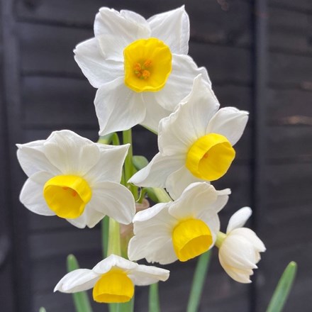 Narcissus Avalanche | Tazetta Daffodil