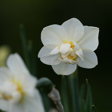 Narcissus Cheerfulness | Double Daffodil