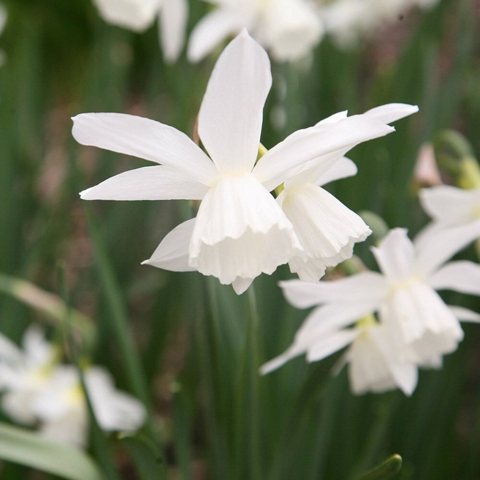Narcissus Petrel | Triandrus Daffodil