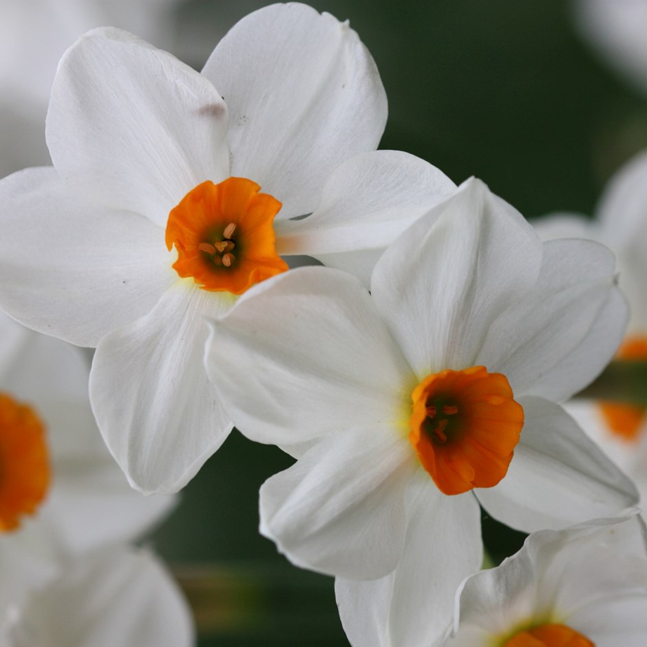 Narcissus Geranium | Tazetta Daffodil