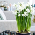 Narcissus Papyraceus Ziva | Paperwhite | Tazetta Daffodil
