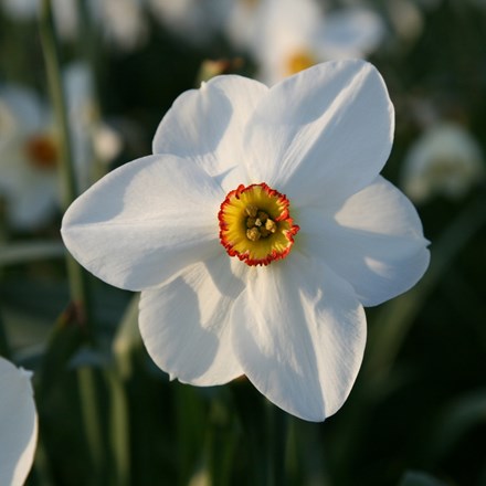 Narcissus Actaea | Poeticus Daffodil