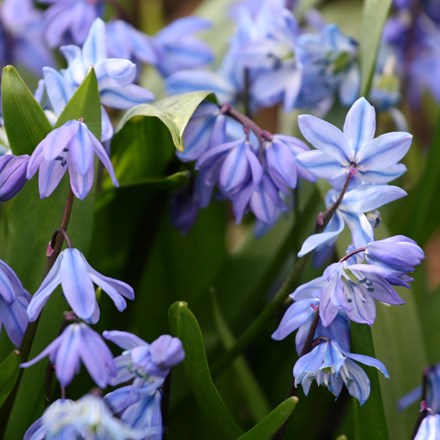 Scilla Siberica | Siberian Squill