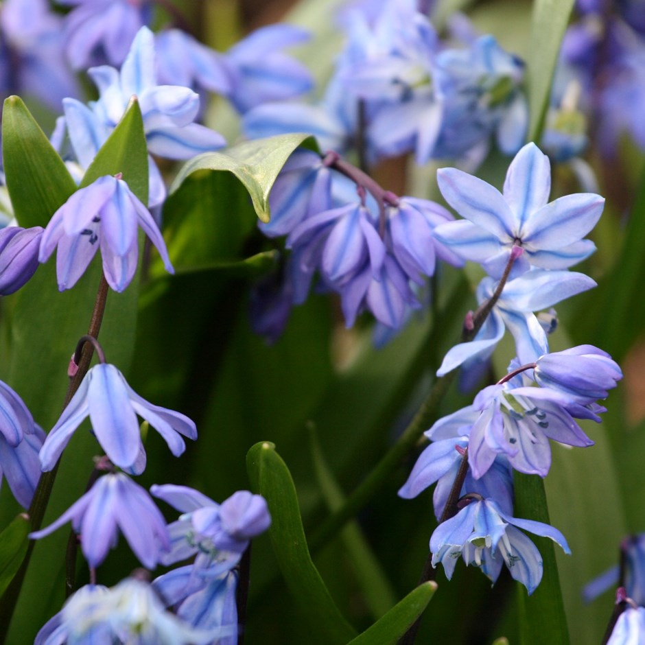 Scilla Siberica | Siberian Squill