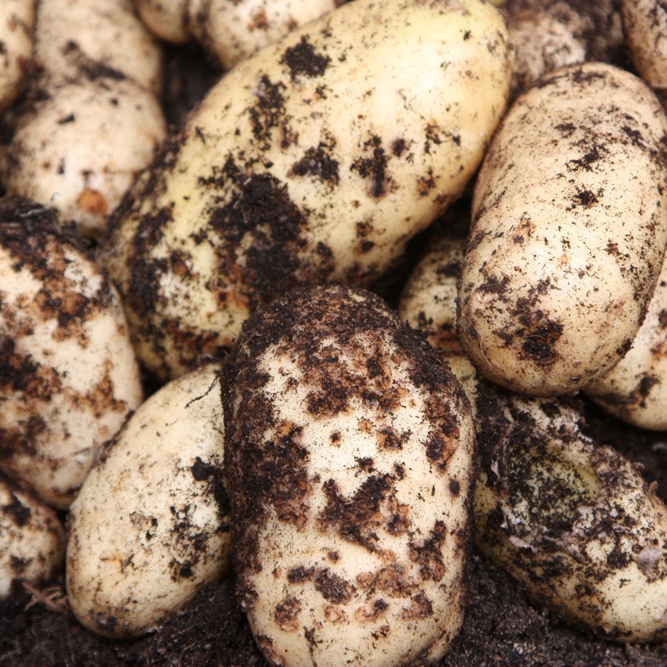 Potato International Kidney | Early Maincrop | Scottish Basic Seed Potato