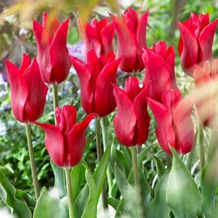 Tulipa Pretty Woman | Lily Flowered Tulip
