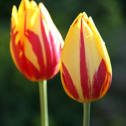 Tulipa Helmar | Triumph Tulip