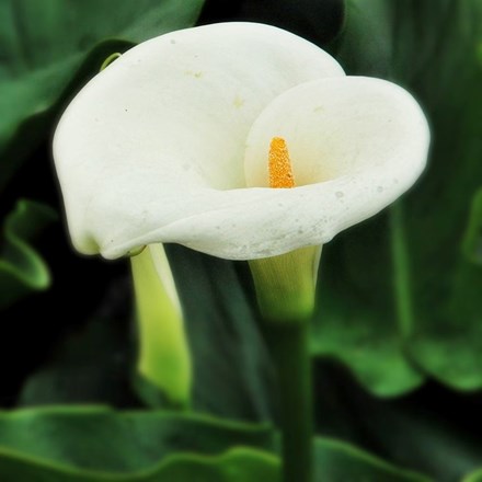 Zantedeschia aethiopica | Arum Lily | 1 bulb