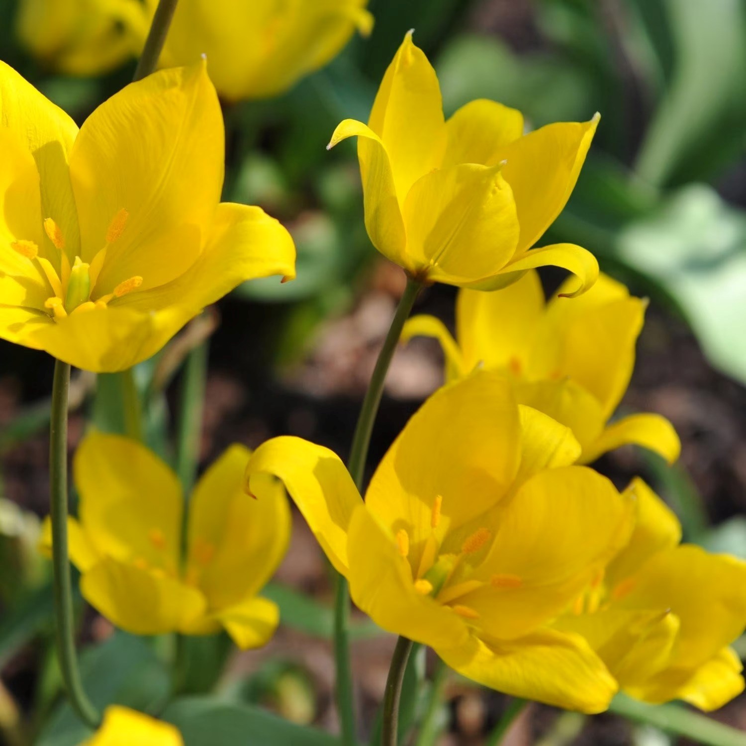 Tulipa sylvestris | Miscellaneous Group Tulip