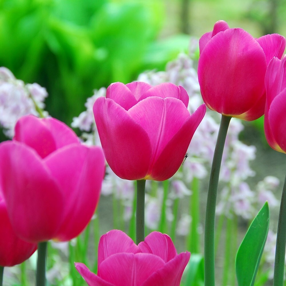 Tulipa Barcelona | Triumph Tulip