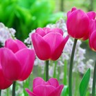Tulipa Barcelona | Triumph Tulip