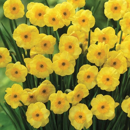 Narcissus Sun Disc | Jonquilla Daffodil
