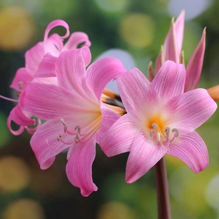Amaryllis belladonna | Amaryllis |