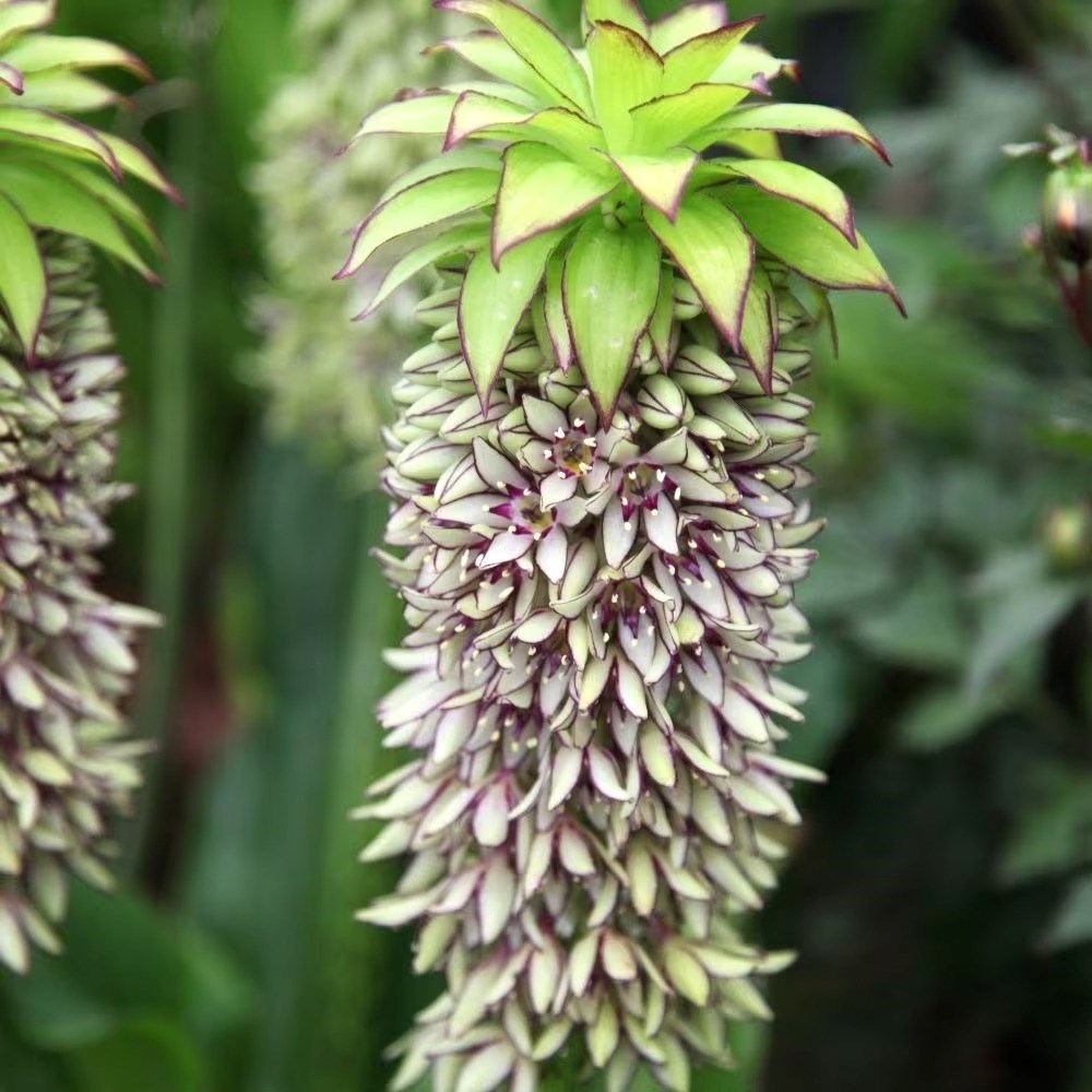 Eucomis bicolor | Pineapple Lily