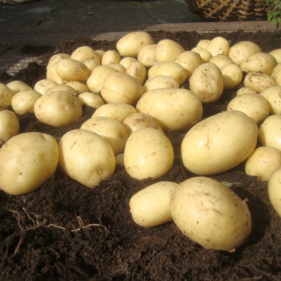Potato Casablanca | First Early | Scottish Basic Seed Potato