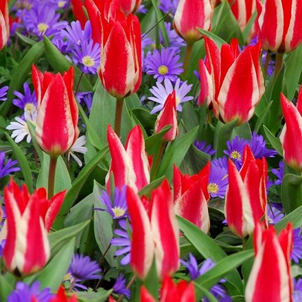 Tulipa Pinocchio | Greigii Tulip
