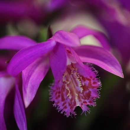 Pleione Tongariro | Orchid |