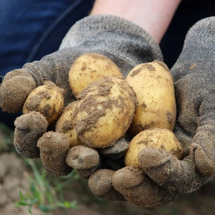 Potato Arran Pilot | First Early, Scottish Basic Seed Potato