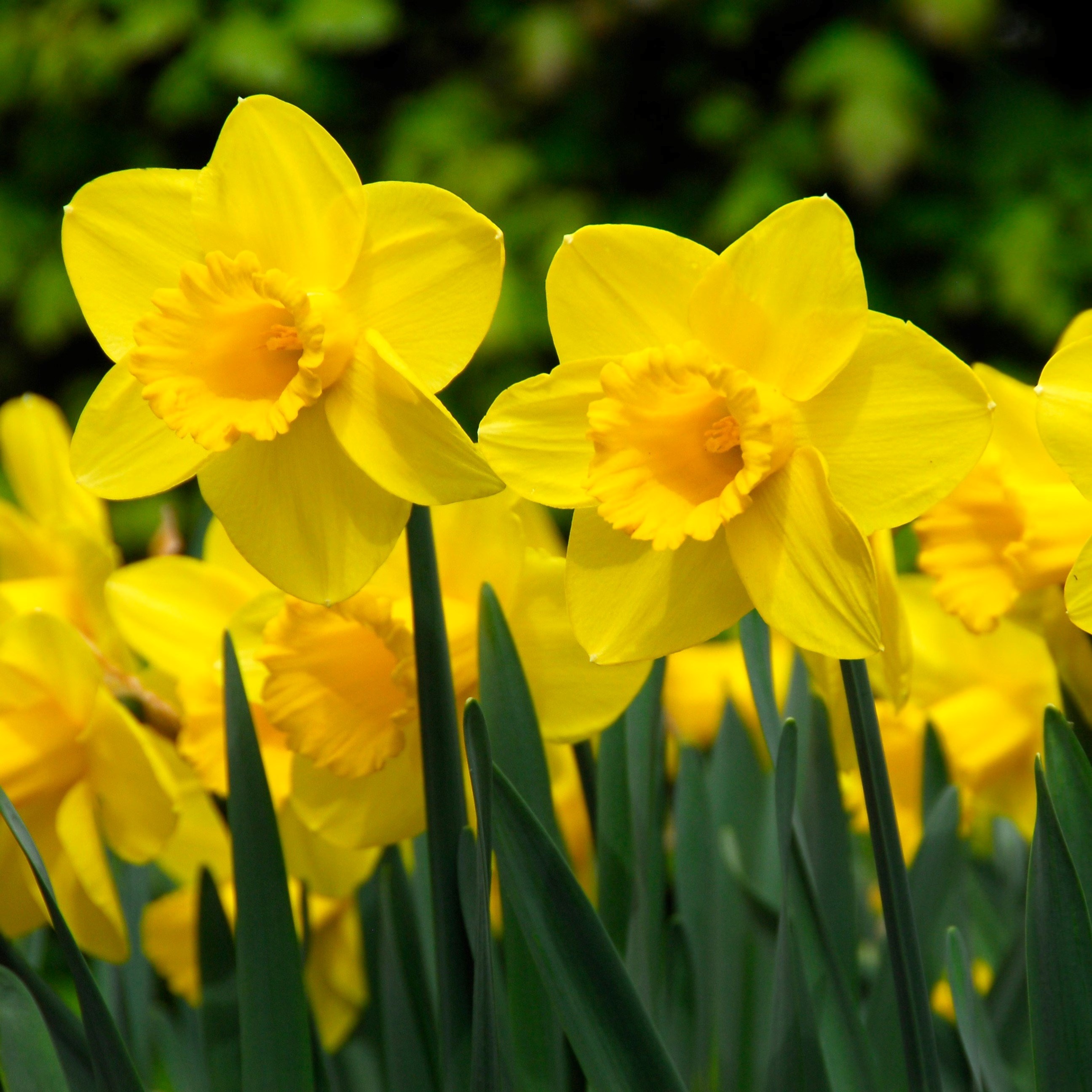 Narcissus Carlton | Large Cupped Daffodil