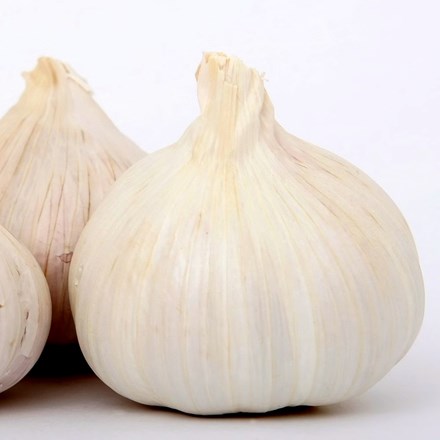 Garlic Cristo | French Softneck Garlic