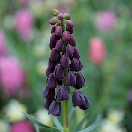 Fritillaria Persica | Fritillary