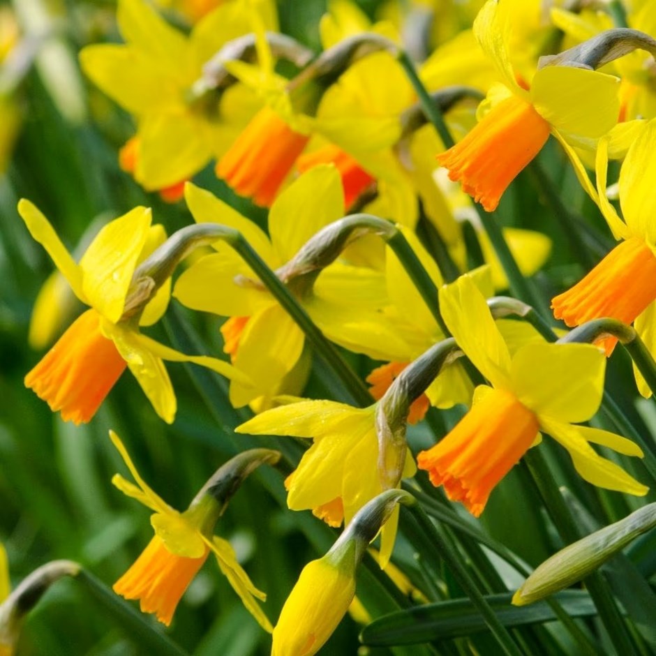 Narcissus Jetfire | Cyclamineus Daffodil