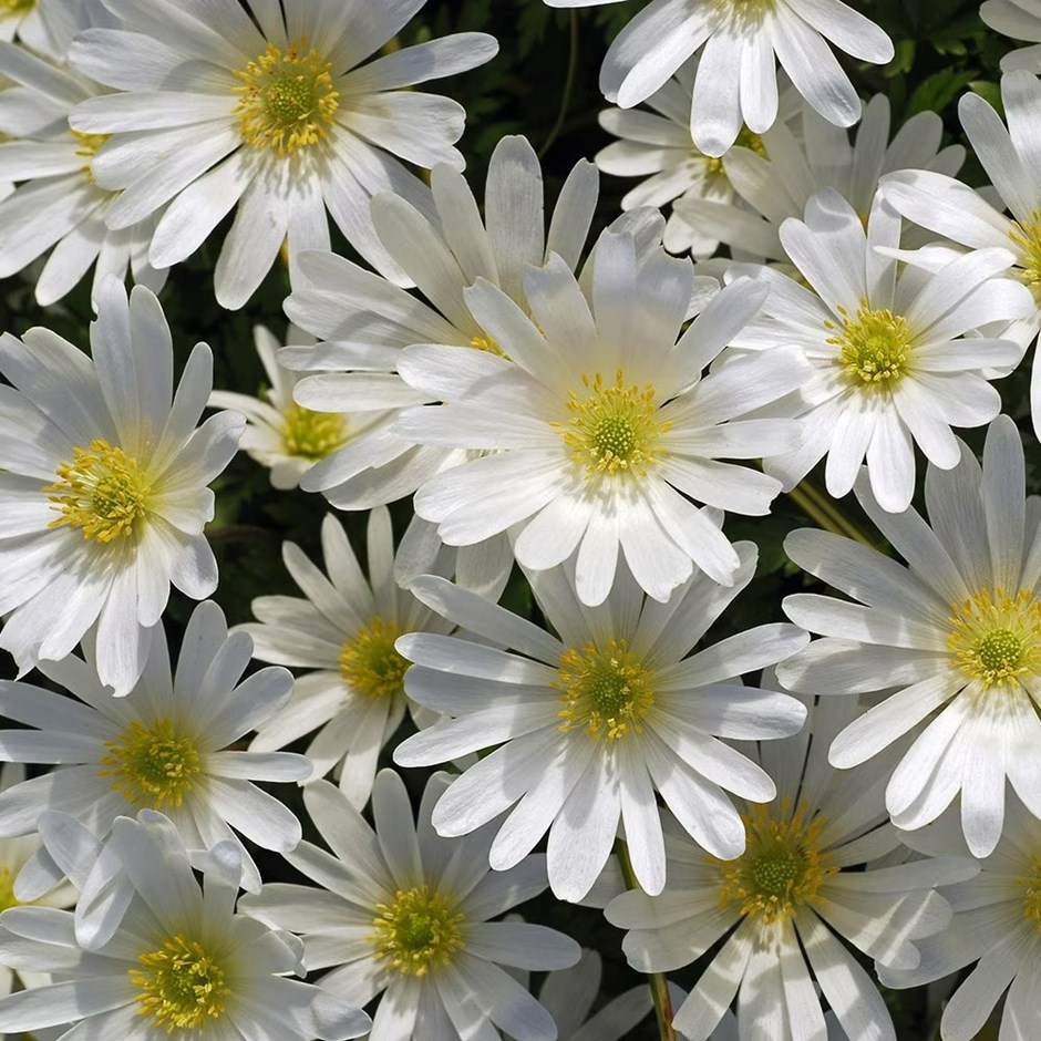 Anemone Blanda White Splendour | Winter Windflower