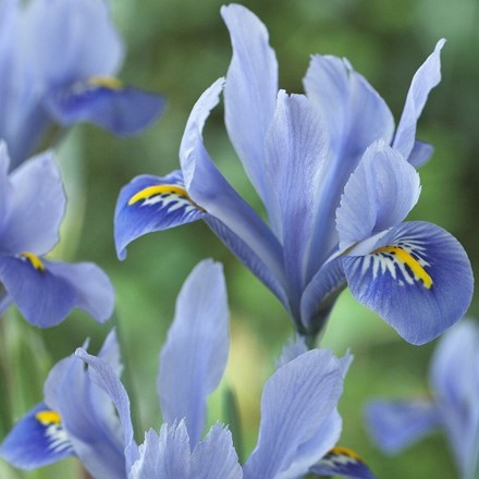 Iris Alida | Iris Reticulata