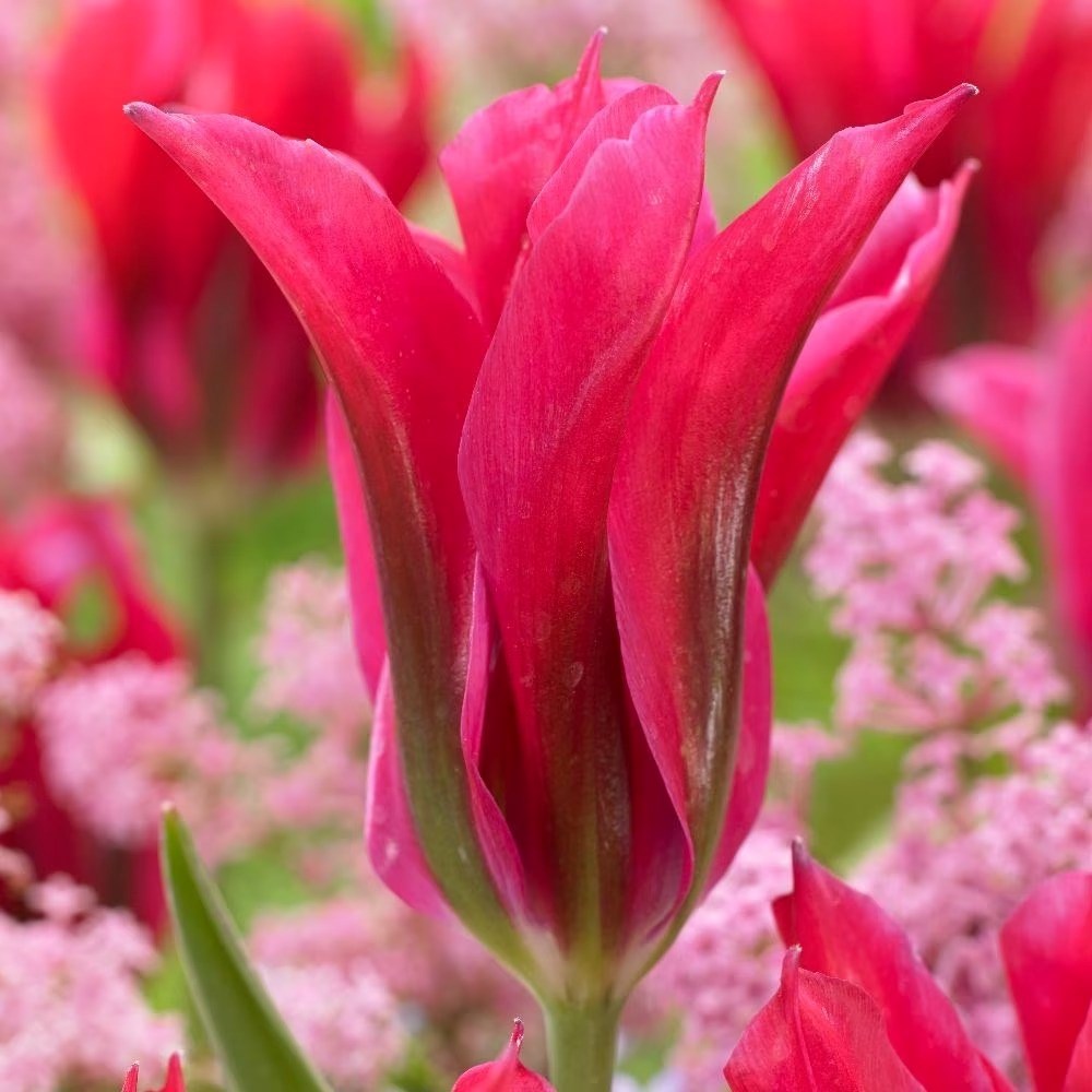 Tulipa Dolls Minuet | Viridiflora Tulip