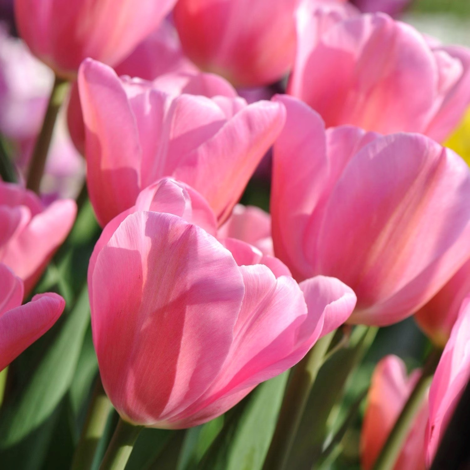 Tulipa Mistress | Triumph Tulip